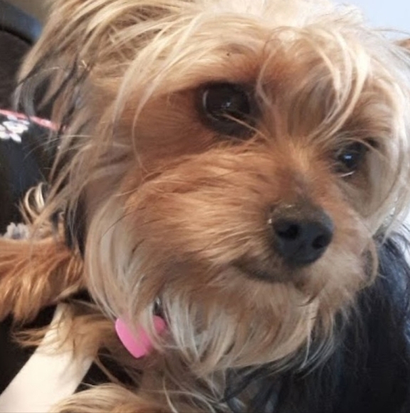 LPA KAVALA MAXI CARDIGAN SWEATER LONG SLEVES FRONT BUTTON WOOL DRESS SZ SMALL - Picture 2 of 12